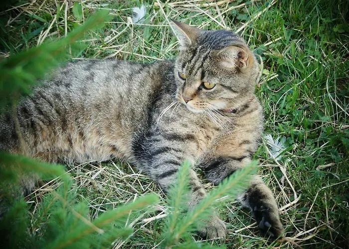 Venkovske Tiche Pastviny * Kamenicky Senov